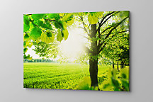 Obraz Zelený háj 1601